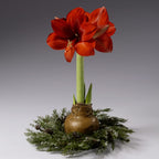 The Alpine Snow Waxed Amaryllis Wreath from Bulb & Blossom is the perfect size to display around a waterless amaryllis bulb. Realistic faux evergreen foliage with sparkle snow and pinecone accents adds natural beauty to waterless amaryllis displays.