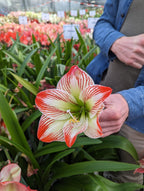 In a greenhouse teeming with various blooming flowers, an individual, wearing a denim shirt over a gray t-shirt, is intently focusing on the vibrant details of a large Tropical Sensation Amaryllis they are holding.