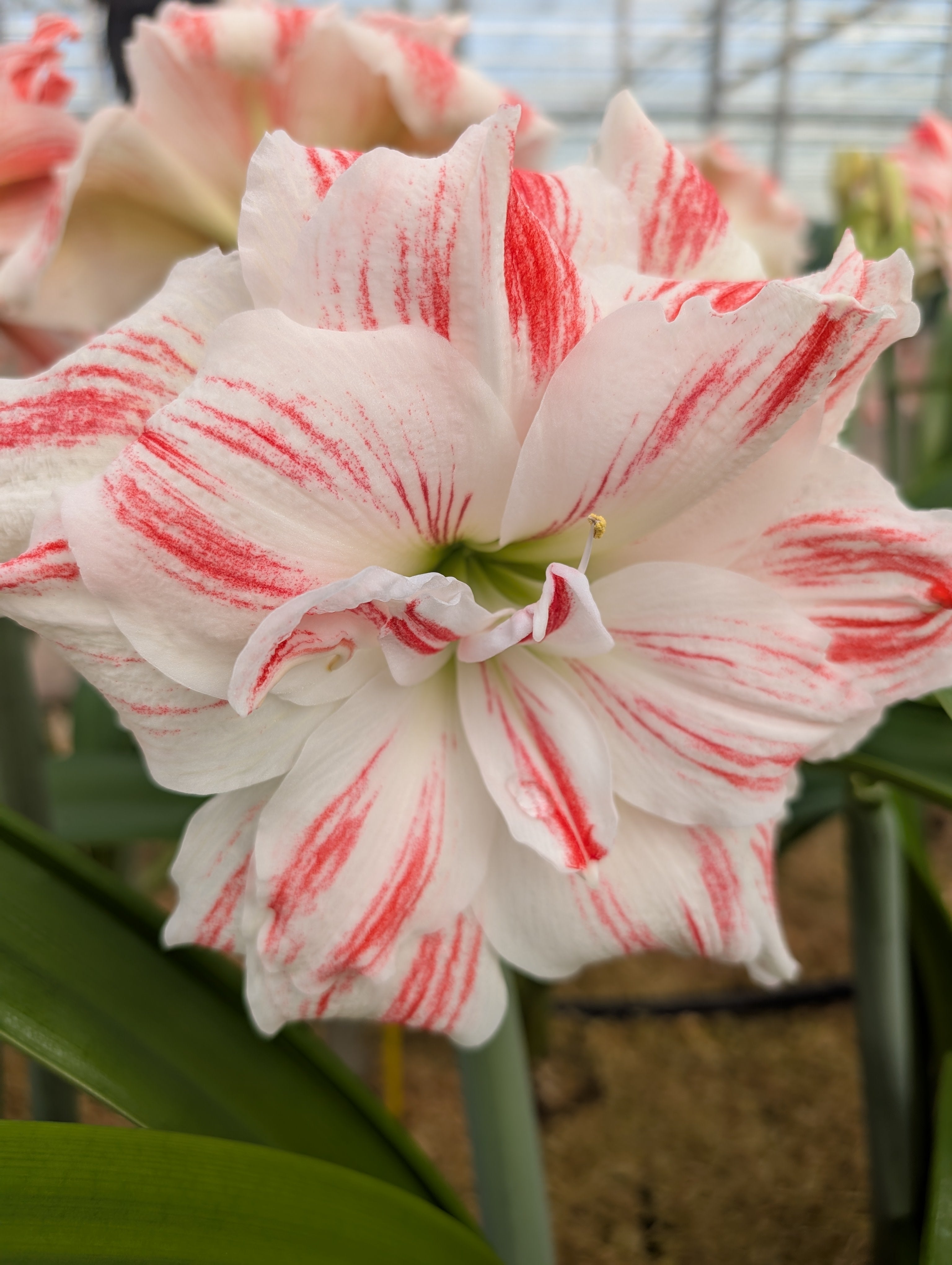 Belle Amaryllis Collection – Bulb & Blossom