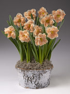 A potted arrangement of peach daffodils with long green stems and leaves, set in a white birch pot with faux moss, photographed against a neutral gray studio background.