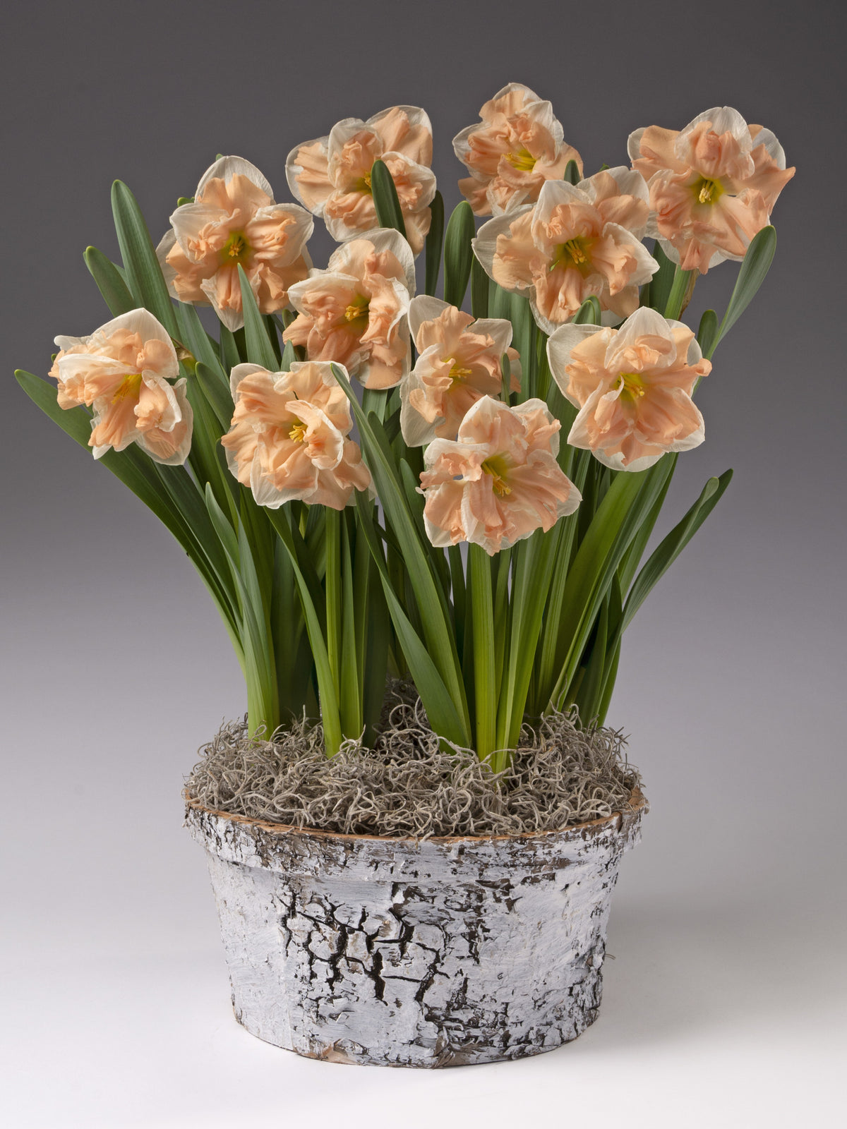 A potted arrangement of peach daffodils with long green stems and leaves, set in a white birch pot with faux moss, photographed against a neutral gray studio background.