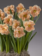 A cluster of peach daffodils with green stems and leaves, arranged in a pot with moss, set against a solid gray background.