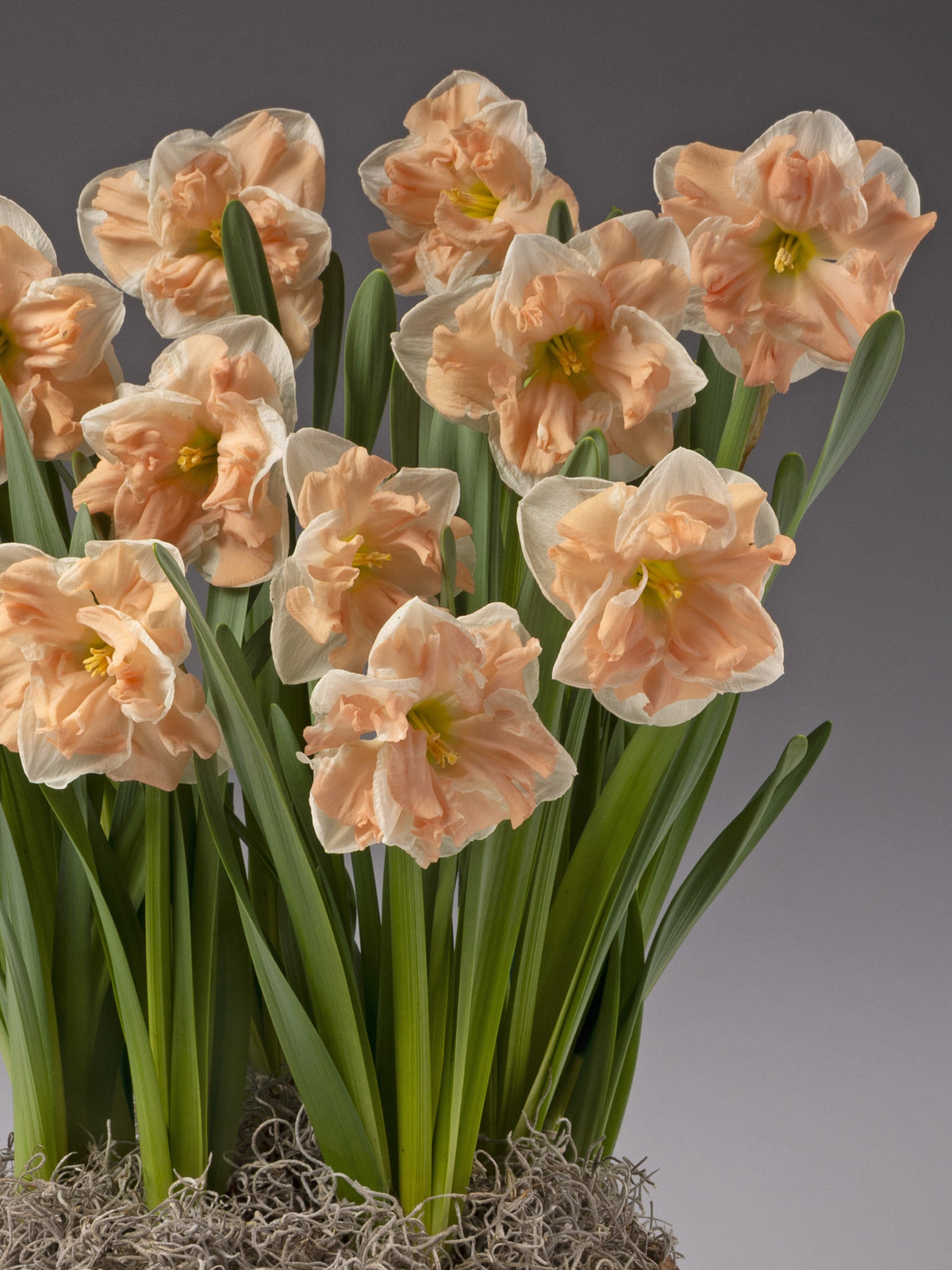 A cluster of peach daffodils with green stems and leaves, arranged in a pot with moss, set against a solid gray background.