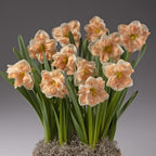 Four Months of Daffodils