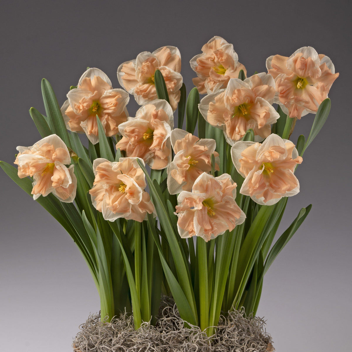 Four Months of Daffodils