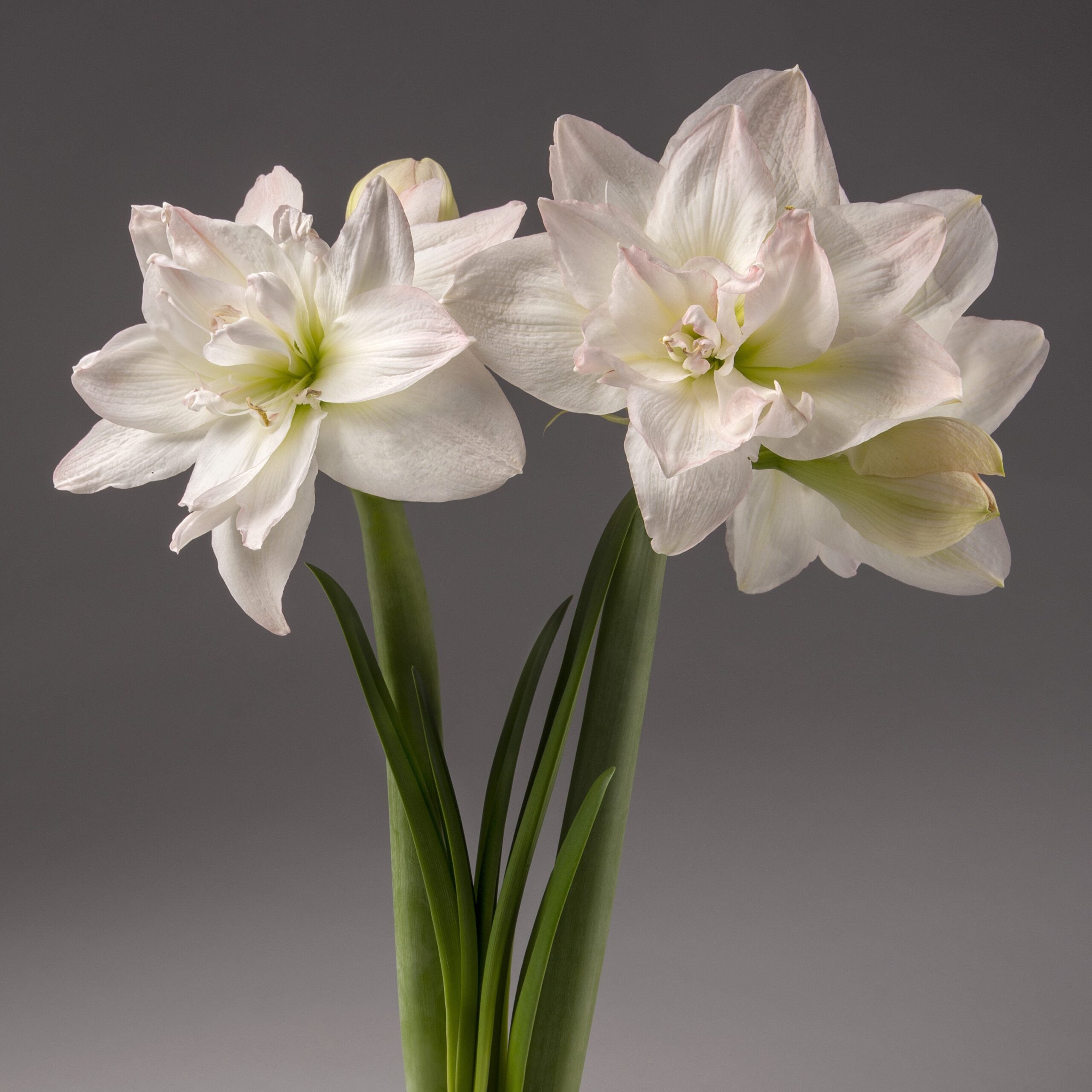 Two large Arctic Nymph Amaryllis blooms, white with soft pink accents and green stems and leaves, displayed against a plain gray background.