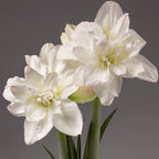 Two large Arctic Nymph Amaryllis blooms, featuring double petals with pale pink and green accents, stand on tall green stems against a plain gray background.