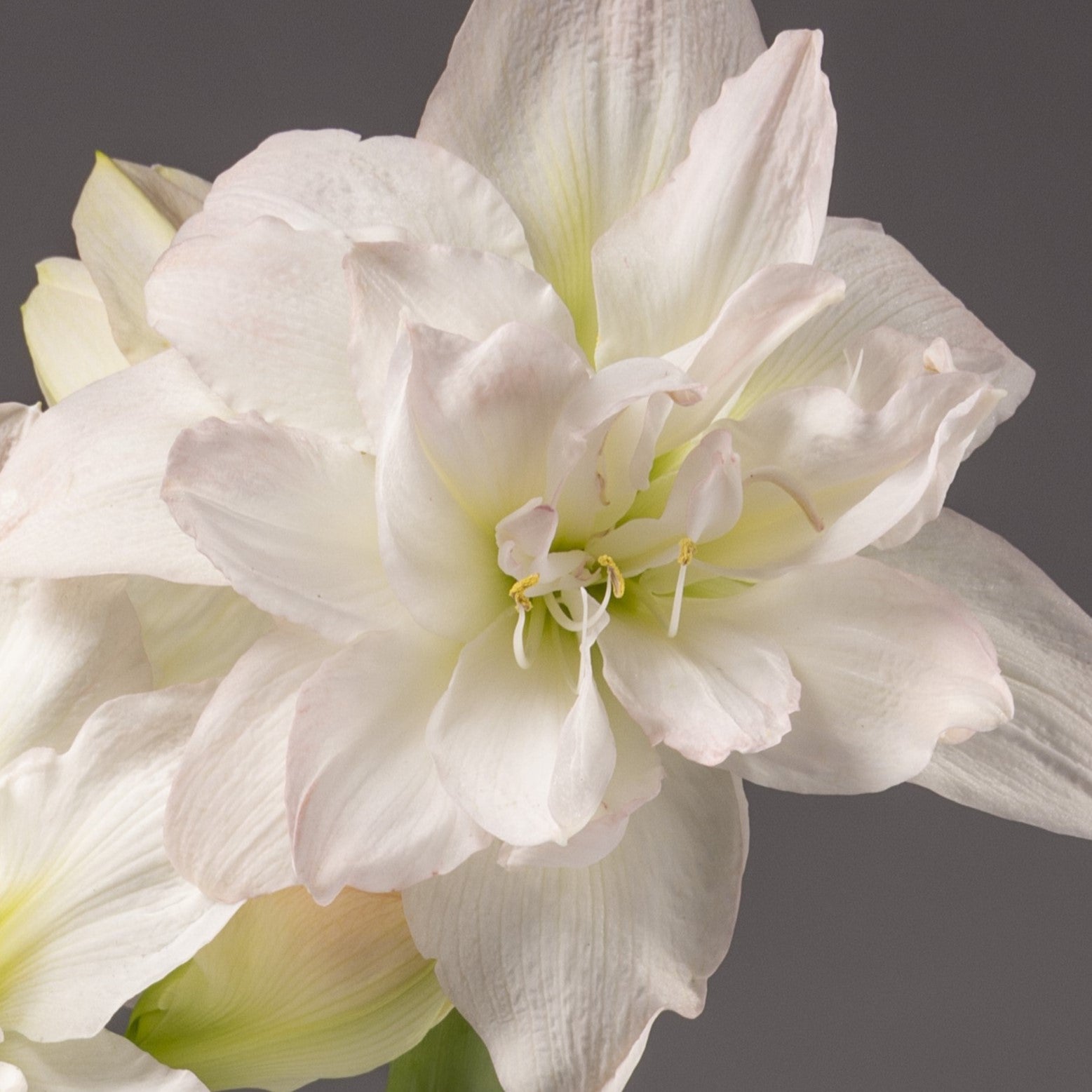 A close-up of the Arctic Nymph Amaryllis shows its delicate, ruffled petals with subtle pink tinges set against a plain gray background.