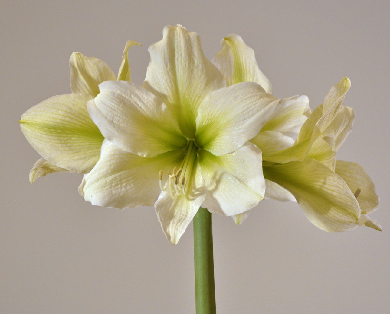 A close-up of the Athena Amaryllis showcases its multiple large, trumpet-shaped pale yellow blooms and slender green stem, set against a plain light background.