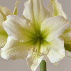 Close-up of Athena Amaryllis, featuring delicate petals and stamens with pale green accents at the center, set against a softly blurred background.
