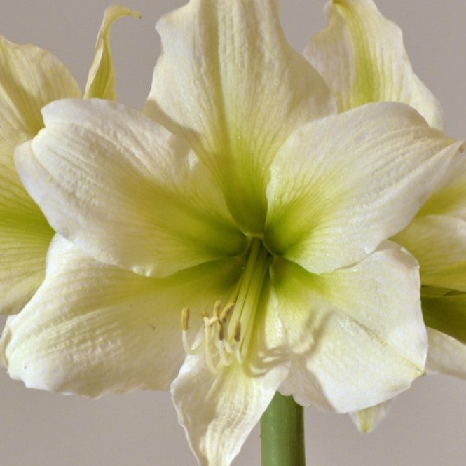 Close-up of Athena Amaryllis, featuring delicate petals and stamens with pale green accents at the center, set against a softly blurred background.