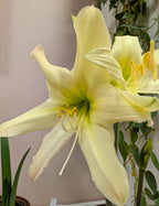 Aurora Sonatini Amaryllis bulbs from Bulb & Blossom will produce multiple stems of petite yellow blooms with blush colored tips. A cultivar of Hadeco bulbs South Africa.