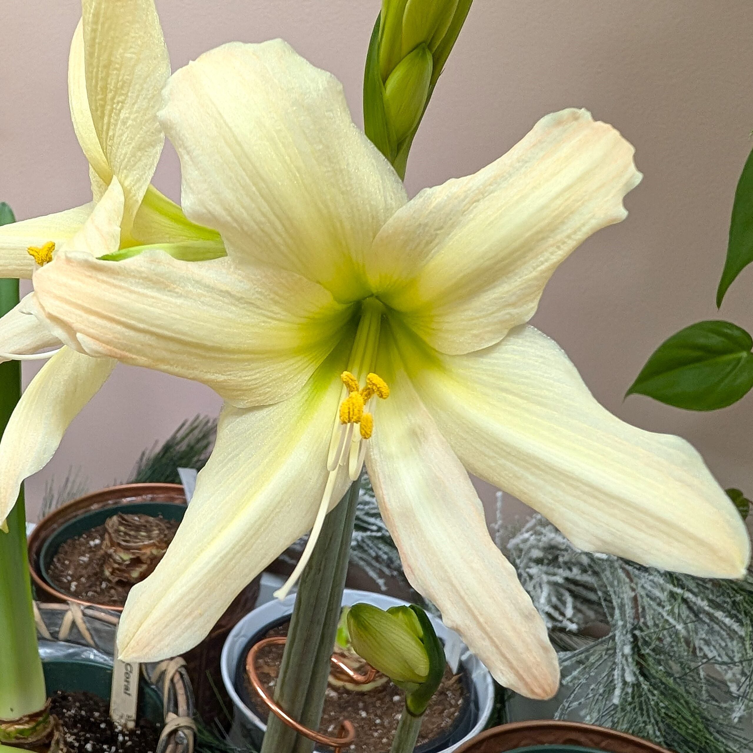 Aurora Sonatini Amaryllis bulbs from Bulb & Blossom will produce multiple stems of petite yellow blooms with blush colored tips. A cultivar of Hadeco bulbs South Africa.