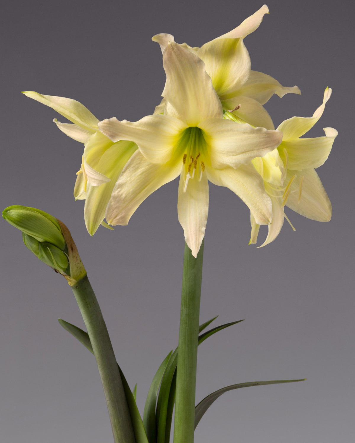 Three pale yellow amaryllis with a green stem and a closed bud, photographed against a neutral gray background.
