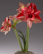 A potted flowering amaryllis with three blooms: one large red and white variegated flower, one smaller pale pink bloom, and one partially opened bud, set against a smooth gray studio background.