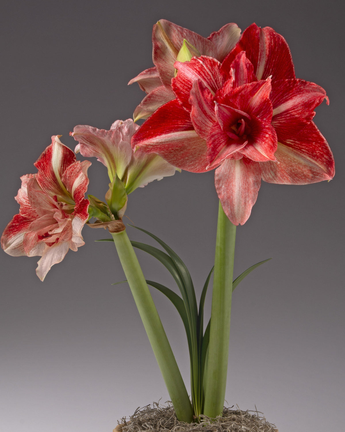 A potted flowering amaryllis with three blooms: one large red and white variegated flower, one smaller pale pink bloom, and one partially opened bud, set against a smooth gray studio background.
