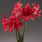 A bouquet of Ballerina Amaryllis flowers, featuring vibrant red and white blossoms with striped petals, is displayed against a plain, dark gray background. The flowers are in full bloom, with multiple blossoms on tall green stems.
