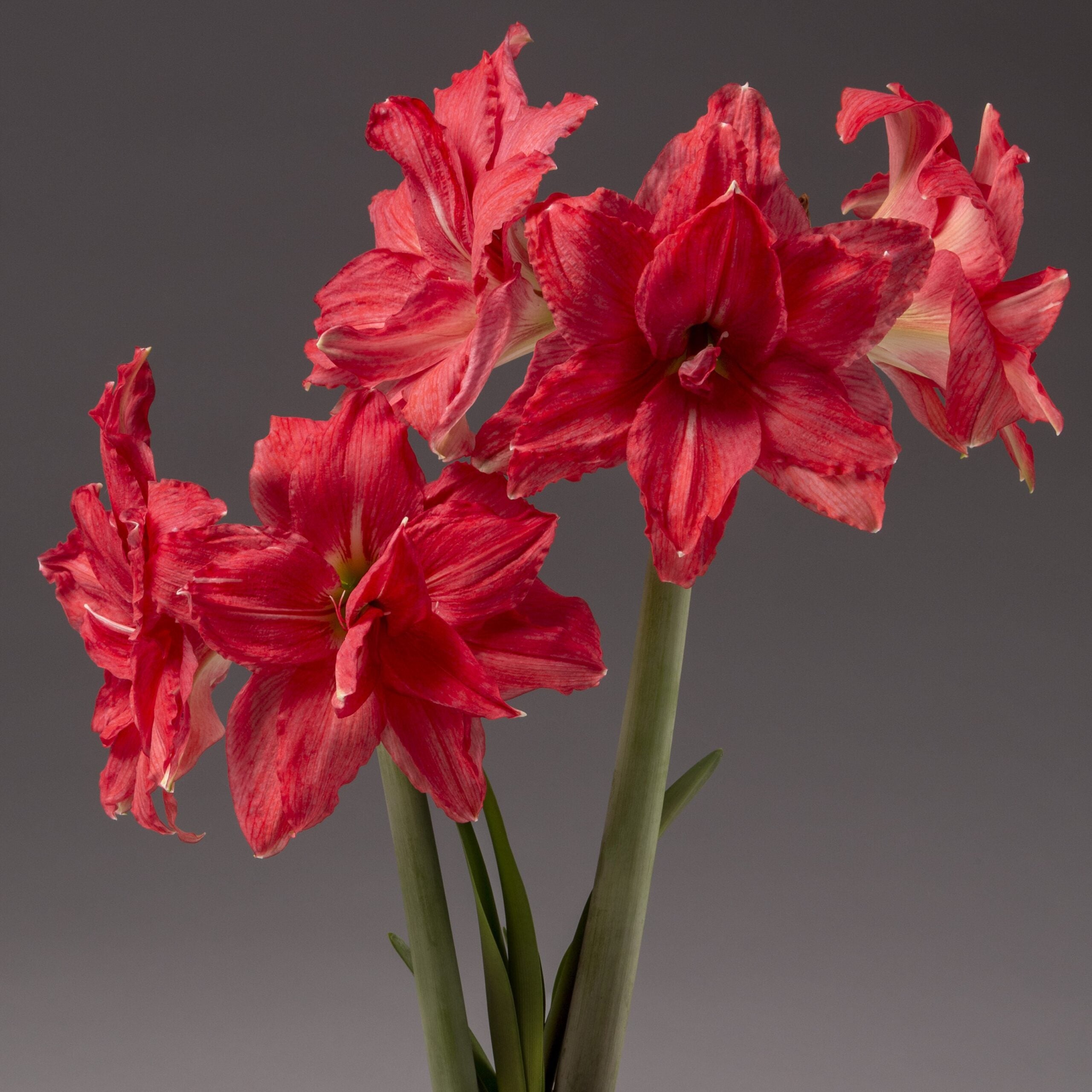 A bouquet of Ballerina Amaryllis flowers, featuring vibrant red and white blossoms with striped petals, is displayed against a plain, dark gray background. The flowers are in full bloom, with multiple blossoms on tall green stems.
