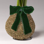 Bulb & Blossom's Balsam Covered Amaryllis bulb is coated in wax and fragrant dried balsam, needing no soil or water to produce large white blooms. Includes an embedded stand and a green velvet bow.