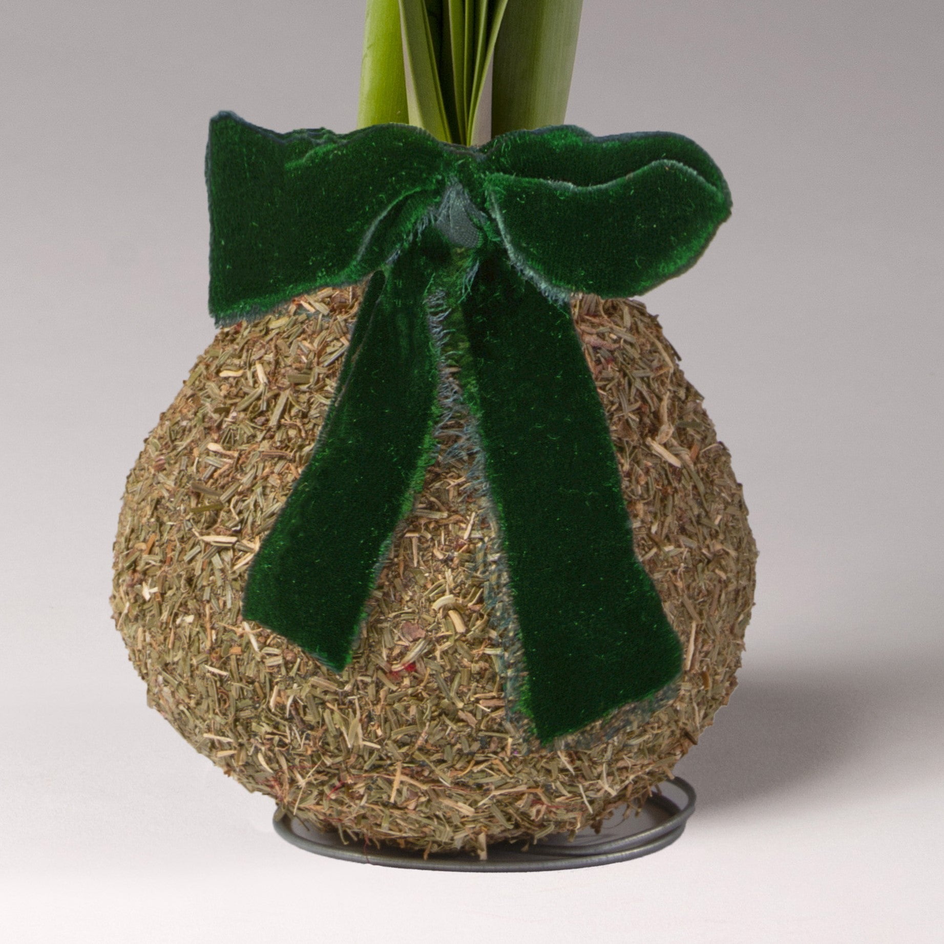 Bulb & Blossom's Balsam Covered Amaryllis bulb is coated in wax and fragrant dried balsam, needing no soil or water to produce large white blooms. Includes an embedded stand and a green velvet bow.