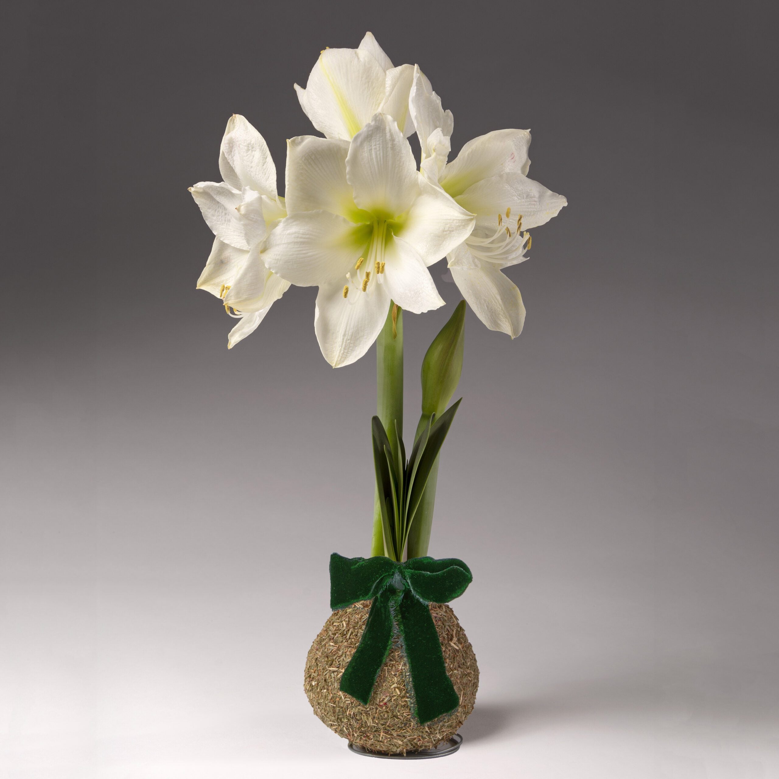 Bulb & Blossom's Balsam Covered Amaryllis bulb is coated in wax and fragrant dried balsam, needing no soil or water to produce large white blooms. Includes an embedded stand and a green velvet bow.