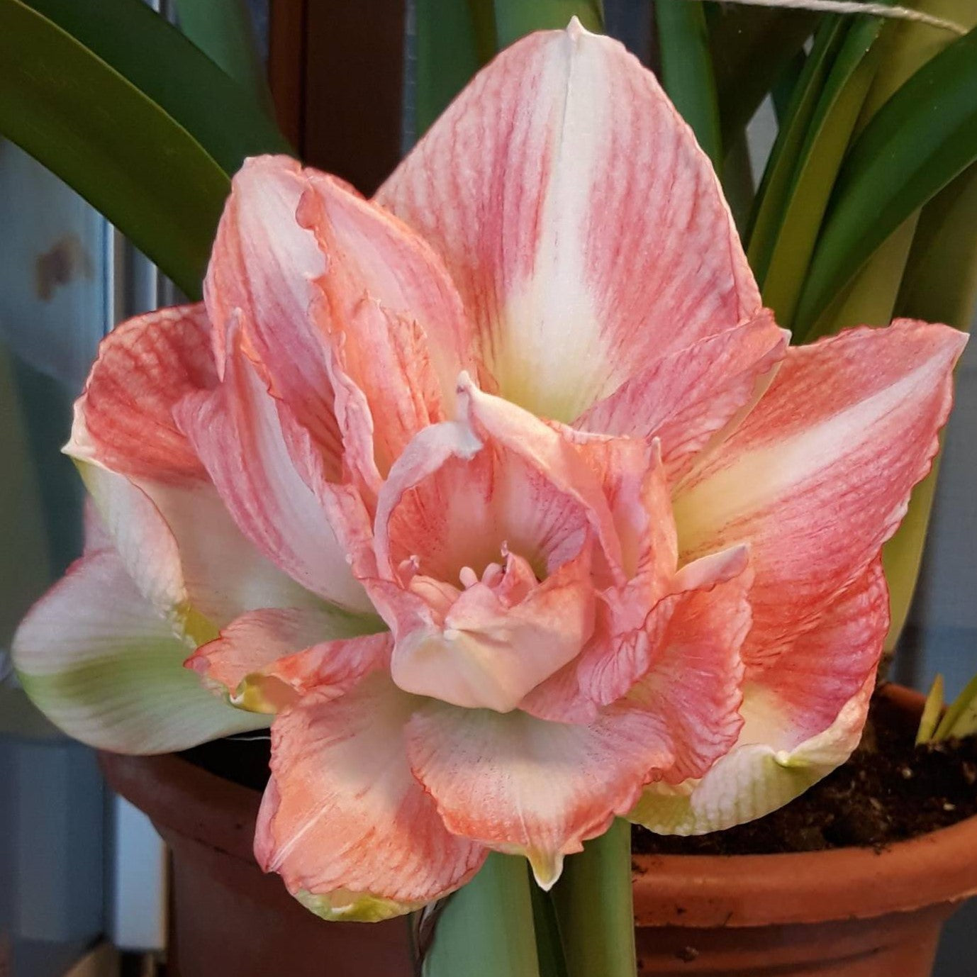 Beautiful Emotion Dutch Amaryllis bulbs from Bulb & Blossom will produce multiple stems of large soft pink double blooms with white striping.
