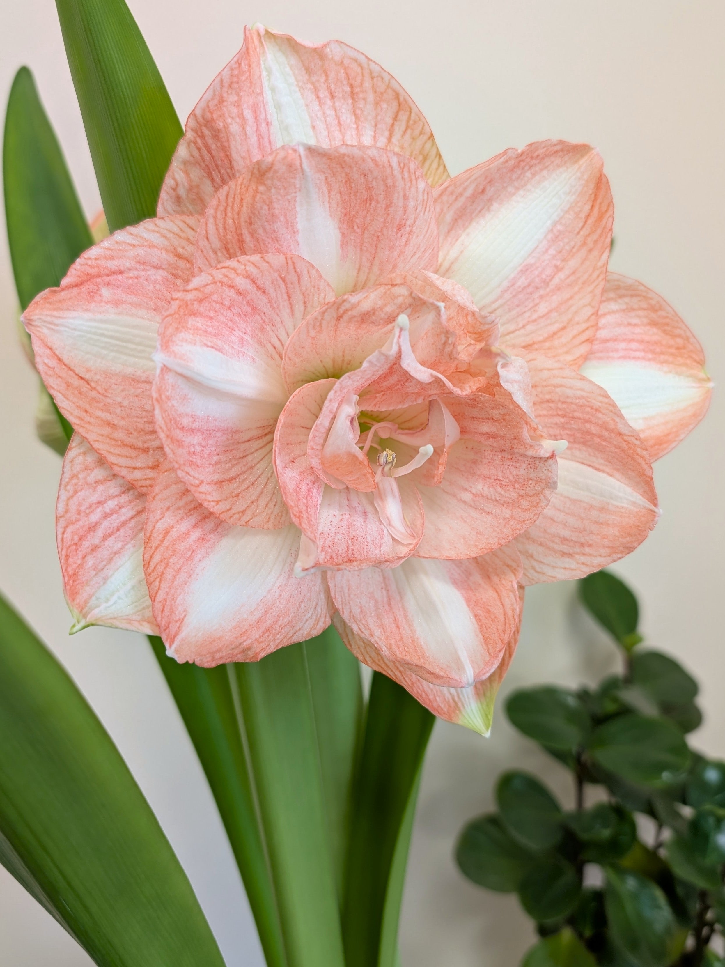 Close-up of a pink and white amaryllis with green leaves
