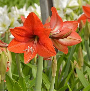 A vibrant cluster of Bellini Amaryllis flowers in full bloom, accompanied by several unopened buds nestled among lush green leaves. The background showcases additional white amaryllis blooms, creating a colorful and fresh garden scene.
