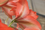 Close-up of the vibrant Bellini Amaryllis flowers showcasing their striking orange-red petals adorned with delicate white stripes. The image highlights their rich texture and vivid colors against a softly blurred background.