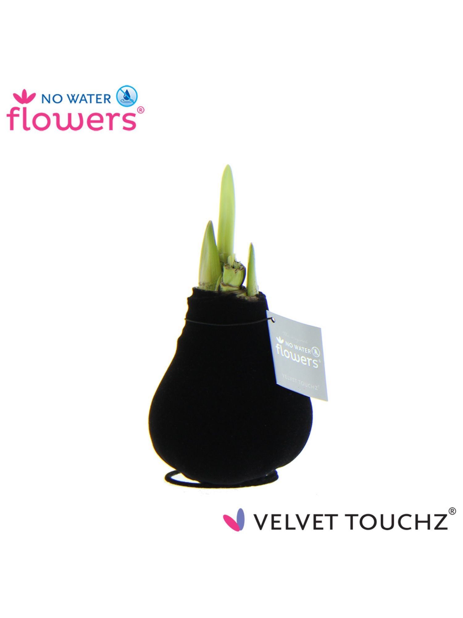 A waxed amaryllis bulb covered in black velvet flocking, with a silver hangtag around its neck and some emerging green buds. 'No Water Flowers' branding is in the background.
