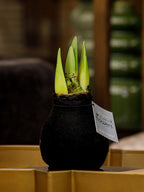 A waxed amaryllis bulb with a black velvet covering sits on a brown table. Two green amaryllis buds emerge from the neck of the bulb where hangs a silver hangtag.