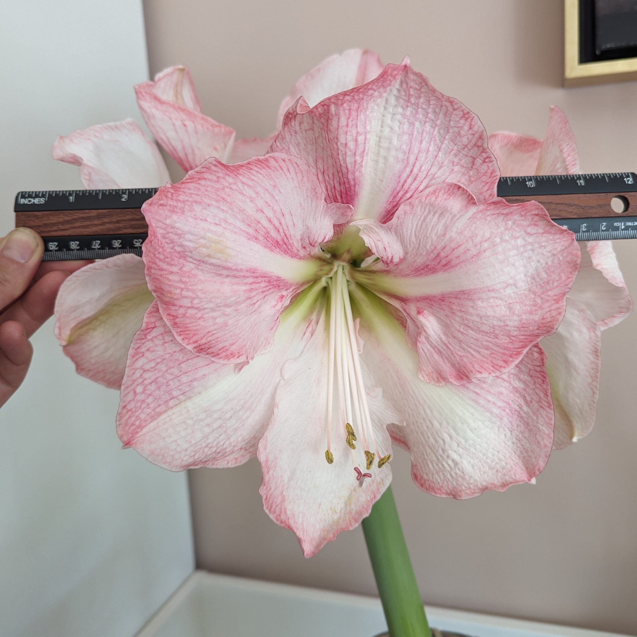 A close-up image of a Blossom Grandise Amaryllis in pink and white, with two hands holding rulers to measure the bloom's diameter. The delicate petals and stamens are in focus, highlighting the flower's impressive size.