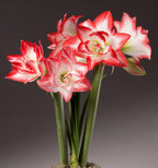 A cluster of vibrant Blossom Peacock Amaryllis flowers, featuring white petals with striking bright red edges, is in full bloom. These blossoms display their large, star-shaped petals on tall, sturdy green stems, set against a neutral gray background.