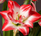 A vibrant close-up of a Blossom Peacock Amaryllis in full bloom. The petals are predominantly white with striking red edges and veins, reminiscent of the majestic patterns on a peacock's tail feathers. Green leaves provide a stunning backdrop, highlighting the natural beauty and intricate details of this exquisite blossom.
