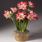 The Blossom Peacock Amaryllis Trio from Bulb & Blossom will produce multiple stems of vibrant pink and white star shaped flowers. Bulbs are pre-potted in an 8" liner with a decorative basket.