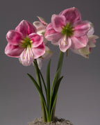 Pink and white amaryllis in bloom with green stems and leaves, photographed against a neutral gray studio background.
