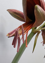 A close-up of the Bogota Amaryllis flower showcases its intricate stamens and pistil. The reddish-brown petals are in full bloom, revealing the detailed inner structures against a plain, softly blurred background.