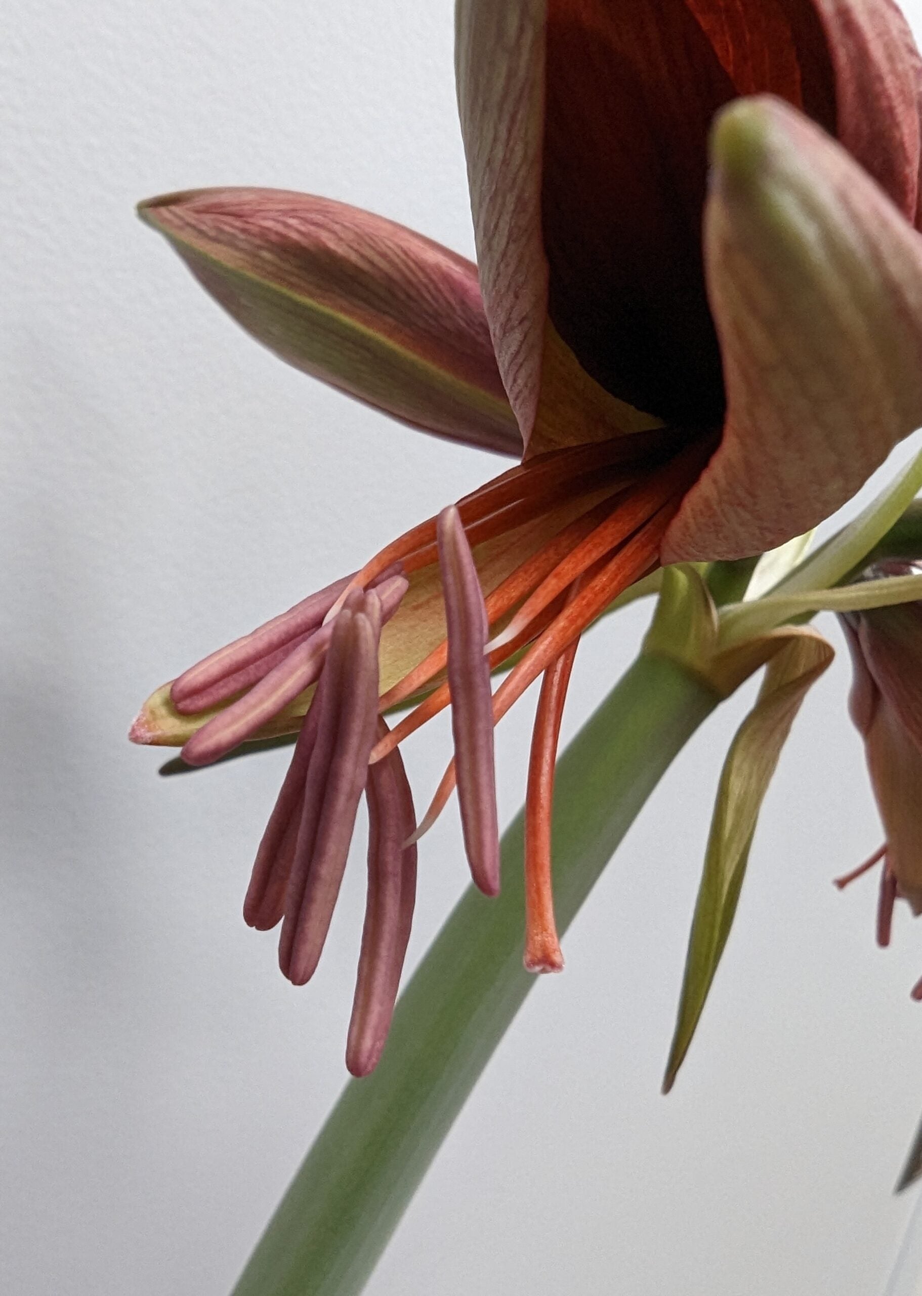A close-up of the Bogota Amaryllis flower showcases its intricate stamens and pistil. The reddish-brown petals are in full bloom, revealing the detailed inner structures against a plain, softly blurred background.