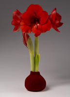 The Boxwood Wreath with Velvet Amaryllis features vibrant red amaryllis blooms and buds in a round, velvet-textured vase, creating a stunning display against a simple gray background.