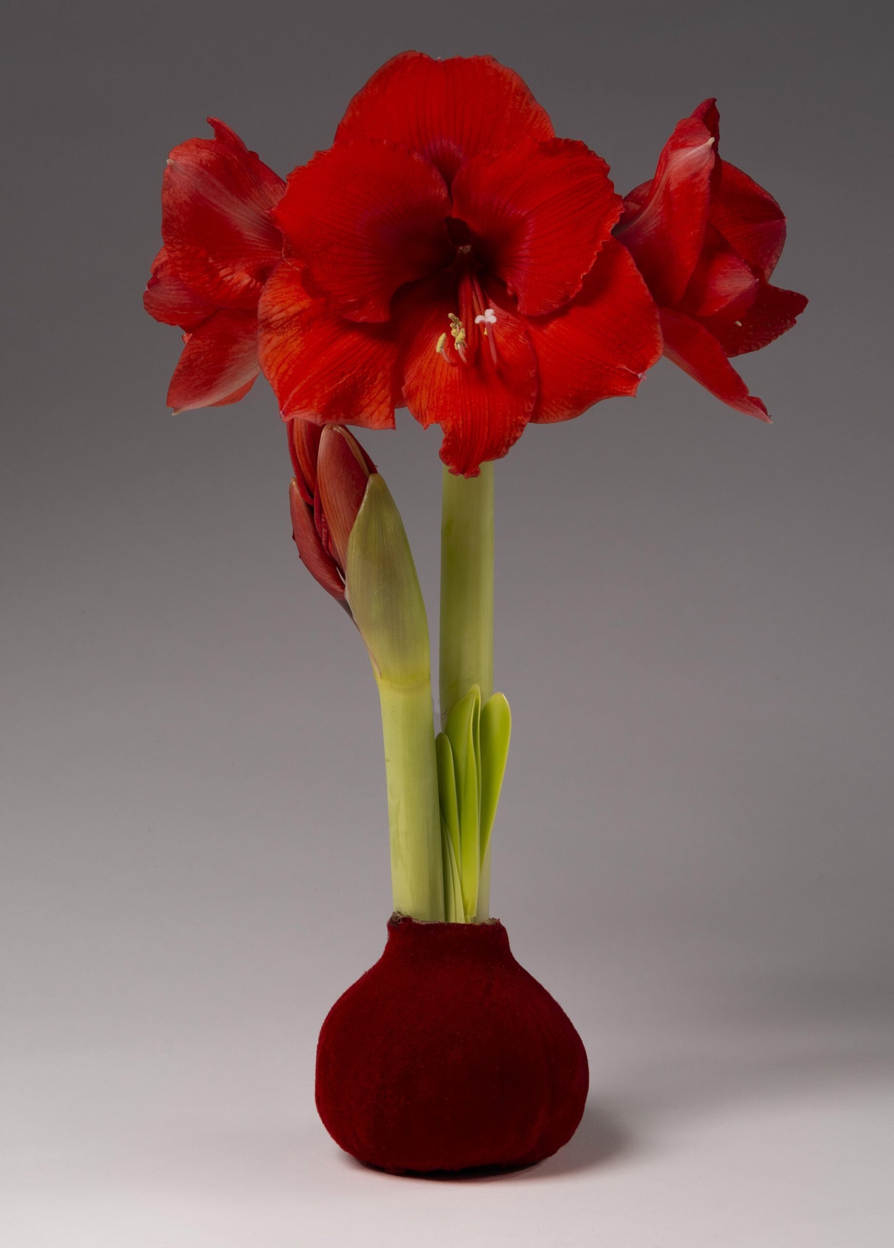 The Boxwood Wreath with Velvet Amaryllis features vibrant red amaryllis blooms and buds in a round, velvet-textured vase, creating a stunning display against a simple gray background.
