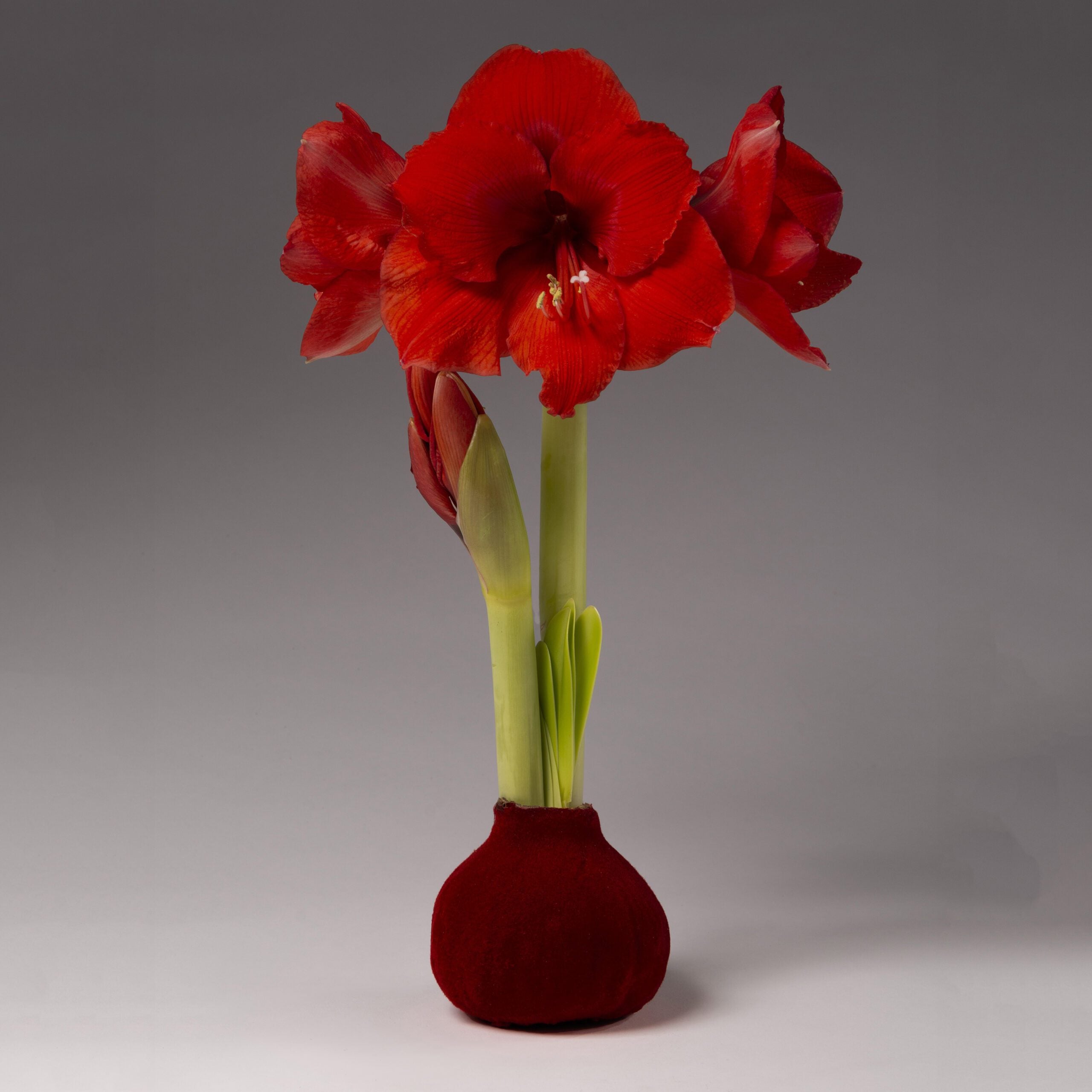 A waxed amaryllis bulb with a burgundy velvet covering will produce large red blooms.