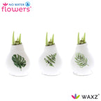 Three white wax-covered flower bulbs are displayed in a row, each with sprouting green shoots. The bulbs are decorated with images of green foliage: a monstera leaf, a fern leaf, and a palm leaf, from left to right. Brands "No Water Flowers" and "WAXZ" are visible.