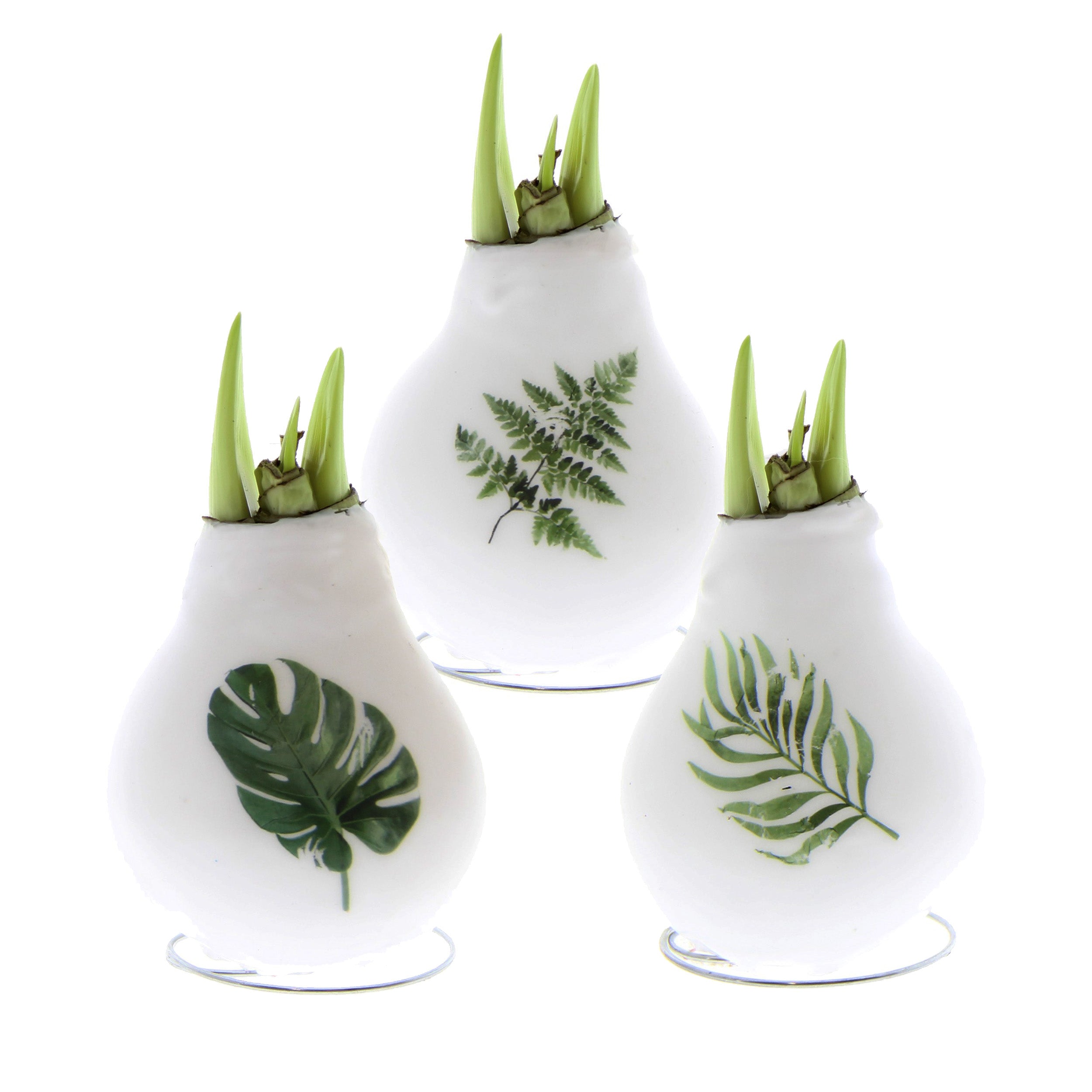Three white, teardrop-shaped vases with green shoots emerging from the top. Each vase has a unique fern or leaf print on its surface: a monstera leaf, a fern frond, and a different fern-like leaf. Reminiscent of waxed amaryllis bulbs, the product is set against a plain white background. Three white wax-covered flower bulbs are displayed in a row, each with sprouting green shoots. The bulbs are decorated with images of green foliage: a monstera leaf, a fern leaf, and a palm leaf, from left to right. Brands "