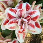 Bright Nymph Dutch Amaryllis bulbs from Bulb & Blossom will produce multiple stems of very large white double blooms with bold red striping.