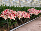Bright Nymph Dutch Amaryllis bulbs from Bulb & Blossom will produce multiple stems of very large white double blooms with bold red striping.