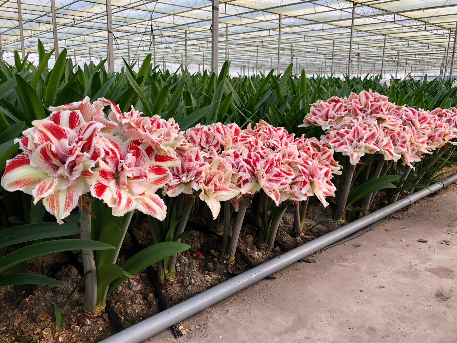 Bright Nymph Dutch Amaryllis bulbs from Bulb & Blossom will produce multiple stems of very large white double blooms with bold red striping.