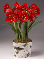 A potted Bright Spark amaryllis plant with several vibrant flowers in bloom. The flowers have long green stems and elongated leaves. The pot is covered in white birch bark. The background is neutral, highlighting the vivid flowers.