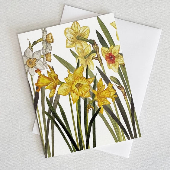 The Daffodil Notecard features a watercolor illustration of yellow and white daffodils with orange centers.