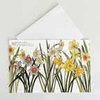 Bulb & Blossom Daffodil Notecard features watercolor daffodil artwork printed on linen-textured cardstock, blank inside with white envelope included.