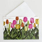 Bulb & Blossom Tulip Notecard featuring a watercolor illustration of multicolored tulips in full bloom, wrapping around the front and back of the card.